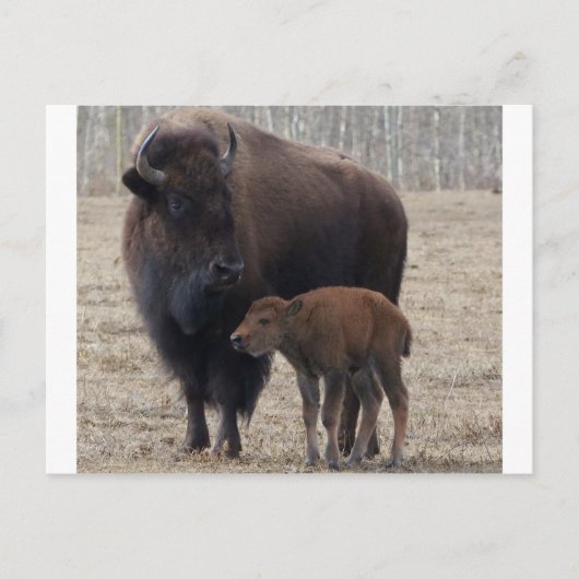 Bison Cow en Calf 1 Briefkaart (Voorkant)