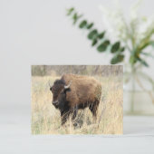 Bison Cow in Flint Hills, Kansas Briefkaart (Staand voorkant)
