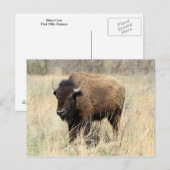 Bison Cow in Flint Hills, Kansas Briefkaart (Voorkant / Achterkant)
