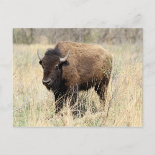 Bison Cow in Flint Hills, Kansas Briefkaart