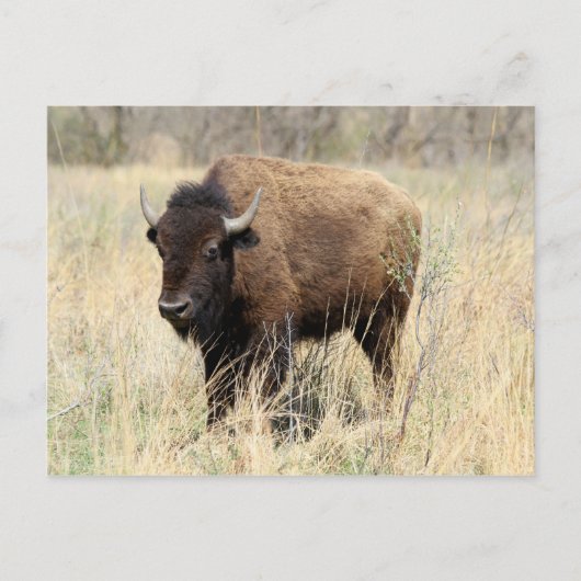 Bison Cow in Flint Hills, Kansas Briefkaart (Voorkant)