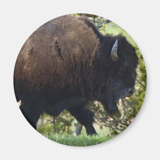 Bison Crossing Magneet (Voorkant)