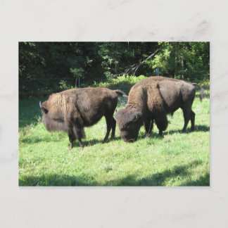 " BISON DAYS " BRIEFKAART