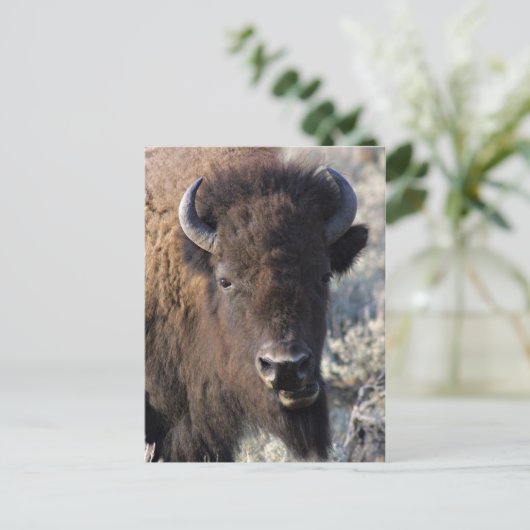 Bison dicht briefkaart (Staand voorkant)