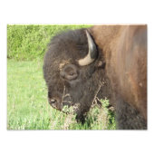 Bison dicht foto afdruk (Voorkant)