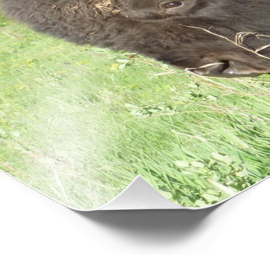 Bison dicht foto afdruk (Hoek)