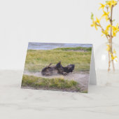 Bison Dust Bath, Yellowstone National Park Wyoming Kaart (Gele Bloem)