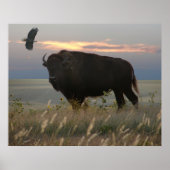 Bison & Eagle Poster (Voorkant)