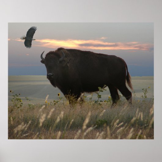 Bison & Eagle Poster (Voorkant)