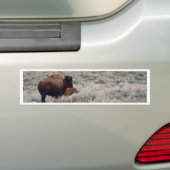 Bison en Calf Bumpersticker (Op auto)
