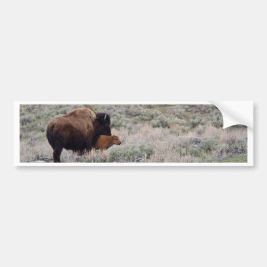 Bison en Calf Bumpersticker (Voorkant)