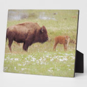 Bison en kalf in geelsteen fotoplaat (Zijkant)