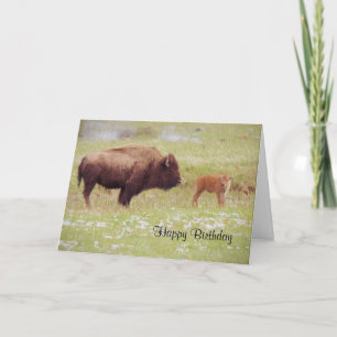Bison en kalf in Yellowstone Birthday Card Kaart