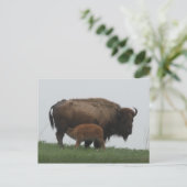 Bison en verpleegkalf briefkaart (Staand voorkant)