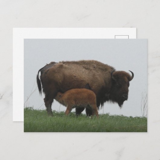 Bison en verpleegkalf briefkaart (Voorkant / Achterkant)