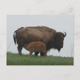 Bison en verpleegkalf briefkaart