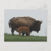 Bison en verpleegkalf briefkaart (Voorkant)
