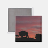 Bison familie magneet (Voorkant / Achterkant)
