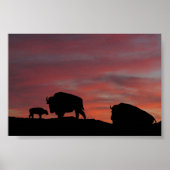 Bison familie poster (Voorkant)