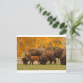Bison Family Nation Briefkaart (Staand voorkant)