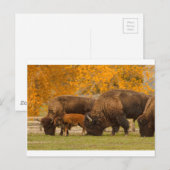 Bison Family Nation Briefkaart (Voorkant / Achterkant)