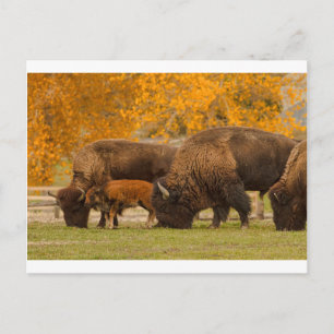 Bison Family Nation Briefkaart
