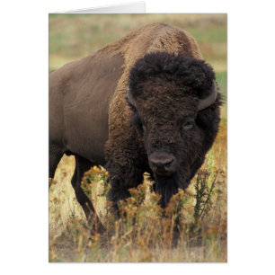 Bison foto
