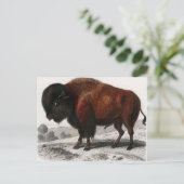 Bison  geïllustreerd briefkaart (Staand voorkant)