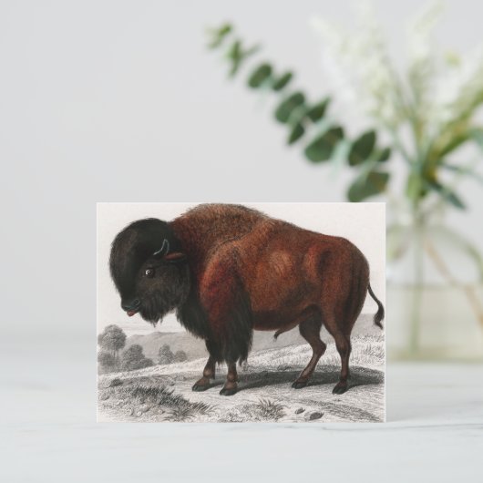 Bison  geïllustreerd briefkaart (Staand voorkant)