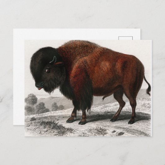 Bison  geïllustreerd briefkaart (Voorkant / Achterkant)