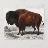 Bison  geïllustreerd briefkaart (Voorkant)