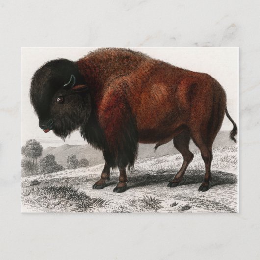 Bison  geïllustreerd briefkaart (Voorkant)