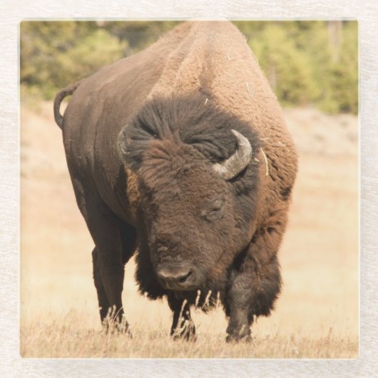 Bison Glazen Onderzetter (Voorkant)