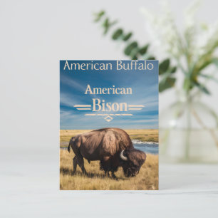 Bison Grazing aan de rivier Briefkaart