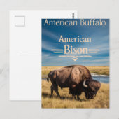 Bison Grazing aan de rivier Briefkaart (Voorkant / Achterkant)