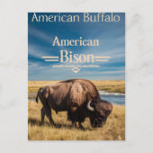Bison Grazing aan de rivier Briefkaart (Voorkant)