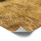 Bison Grazing aan de rivier Poster (Hoek)