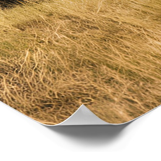 Bison Grazing aan de rivier Poster (Hoek)