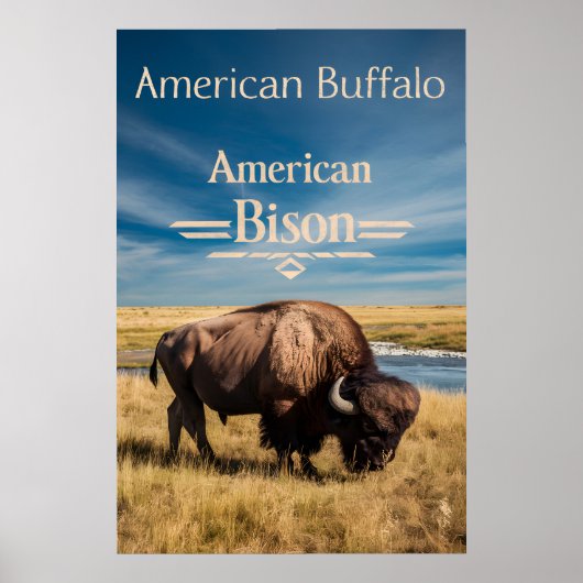 Bison Grazing aan de rivier Poster (Voorkant)