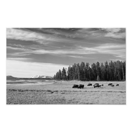 Bison Grazing in Yellowstone Black en White Foto Afdruk (Voorkant)