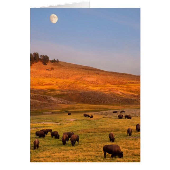 Bison Grazing on Hill op Hayden Valley (Voorkant)