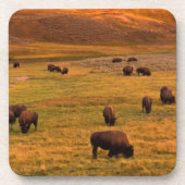 Bison Grazing on Hill op Hayden Valley Bier Onderzetter (Voorkant)