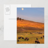 Bison Grazing on Hill op Hayden Valley Briefkaart (Voorkant / Achterkant)