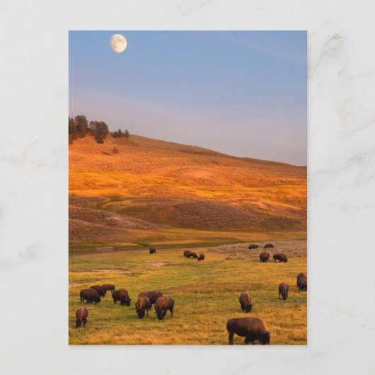 Bison Grazing on Hill op Hayden Valley Briefkaart (Voorkant)