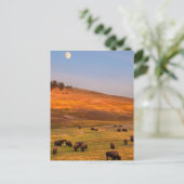 Bison Grazing on Hill op Hayden Valley Briefkaart (Staand voorkant)