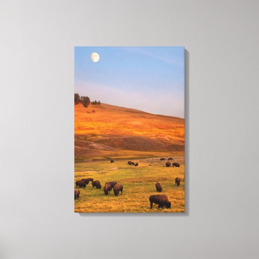 Bison Grazing on Hill op Hayden Valley Canvas Afdruk (Voorkant)