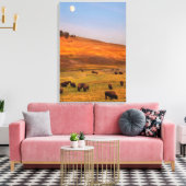 Bison Grazing on Hill op Hayden Valley Canvas Afdruk (Insitu (Woonkamer))