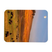 Bison Grazing on Hill op Hayden Valley Magneet (Horizontaal)