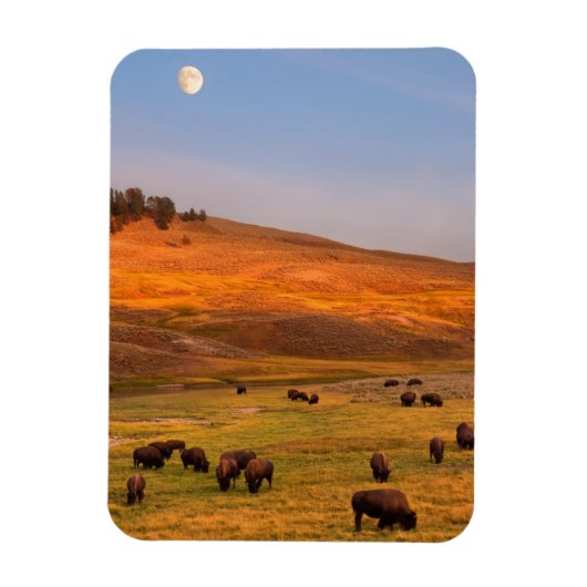 Bison Grazing on Hill op Hayden Valley Magneet (Verticaal)