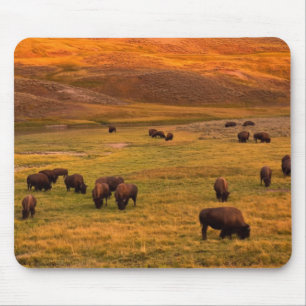Bison Grazing on Hill op Hayden Valley Muismat
